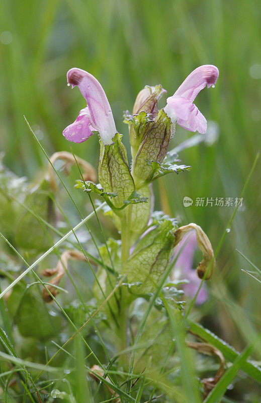 马先蒿属植物(Pedicularis sylvatica)